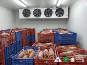 Cold Storage Freezer untuk Penyimpanan Udang